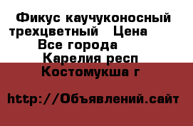 Фикус каучуконосный трехцветный › Цена ­ 500 - Все города  »    . Карелия респ.,Костомукша г.